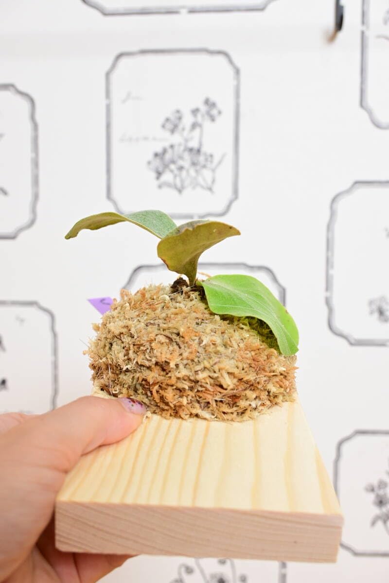 ritv P. elephantotis mutant ビカクシダ ビカクシダ エレファント P