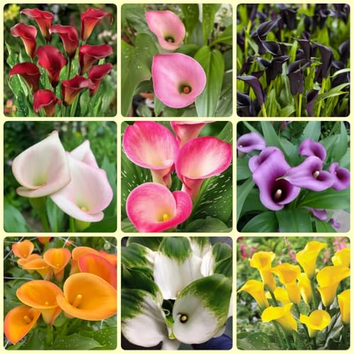 Bulbos de cala, bulbos de alcatraz, Los bulbos de cala son resistentes Zantedeschia aethiopica, decoración de jardín para exterior resistentes para balcones 12pcs