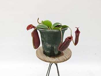 入手困難◆新品◆ロシア製ブロンズと琥珀、猫とネズミ 51ifdNYnwwL._UF350,350_QL80_.jpg