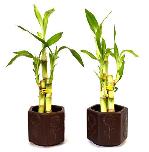 9Greenbox B0043TBZGC Lucky Bamboo - Ceramic Vase 2 Set cover