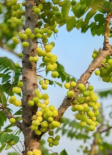 Image of inchGarden Star Gooseberry inch Live Plant (Tropical Fruit, 1-2 Feet) Healthy Live Plant for Home Garden Plants tree Pack of 1