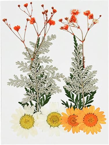 Pequeñas Flores Secas de Crisantemo para Decoración miniatura 6