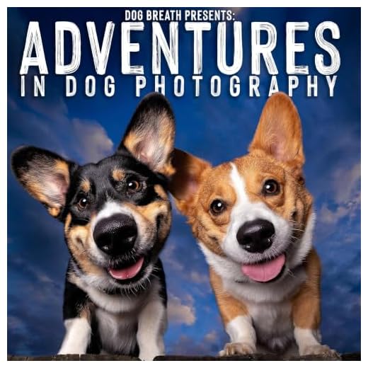 Adventures in Dog Photography