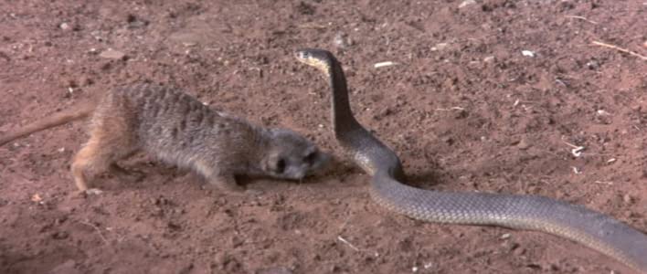 Die lustige Welt der Tiere