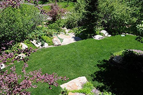 Kentucky Bluegrass Seed: Blue Ribbon Blend (2000 Sq Ft) #TOP3