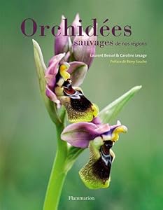 Orchidées sauvages de nos régions