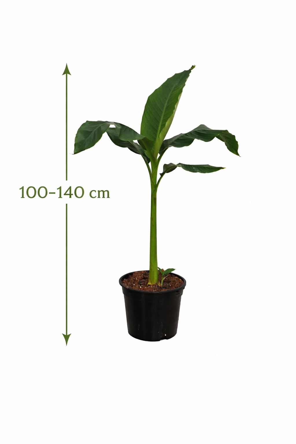 Musa basjoo mrozoodporna roślina bananowa 100-140 cm – bardzo szybko rośnie – tropikalna atmosfera – wytrzymała i łatwa w pielęgnacji – donica i ogród