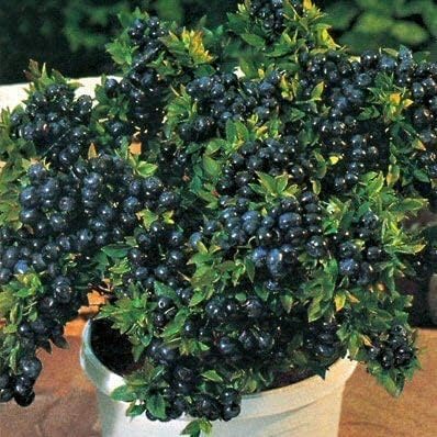 EdensField Rare Dwarf Blueberry Tasty Fruit Live Plant 1 Healthy (Seedling) Live Plant New