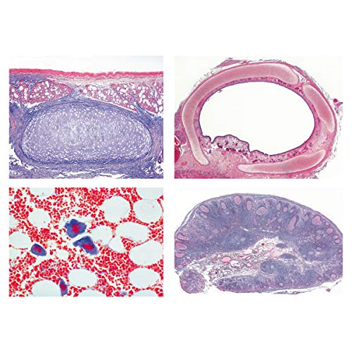 Image of 3B Scientific GmbH W13313 Respiratory and Circulatory German