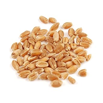 Organic Hard Red Wheat Berries, 10 lb Whole Hard Red Winter Wheat Grain, High Protein Bread Wheat Bulk by Woodland Gourmet