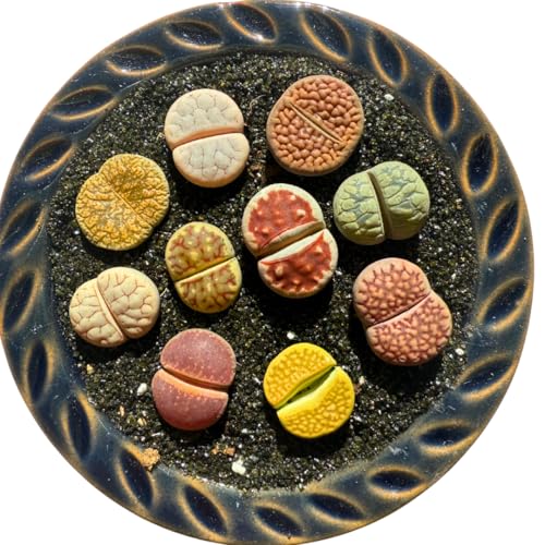 Live Lithops Succulent Plants, 10 Pcs, Rainbow Colorful Variety, Random Pick, Bare Root Without Pot & Soil, Indoor Office Desk Decoration, Plant Lovers Gifts