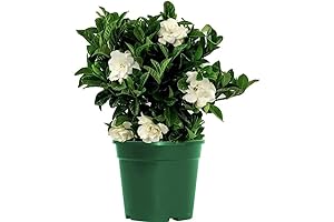 Uplant Gardenia Radicans Indoor Gardenia Plants Live Indoor