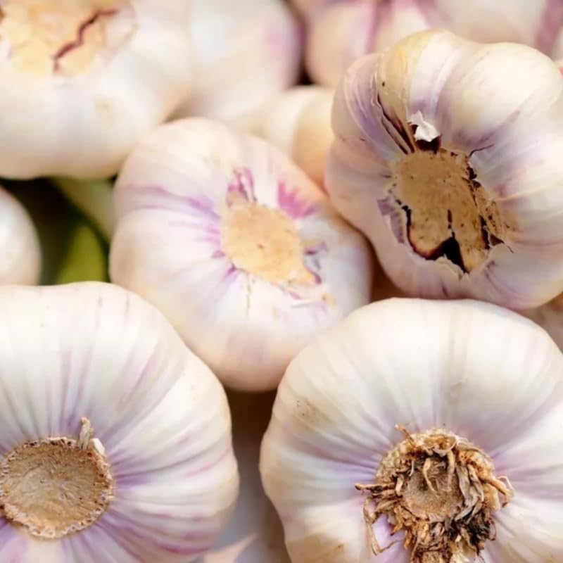 Miniatura 7 de Ajo de cuello duro de 1 libra para plantar en otoño, 8-10 bulbos de ajo Music para plantar, paquete variado de bulbos frescos y de alto rendimiento,