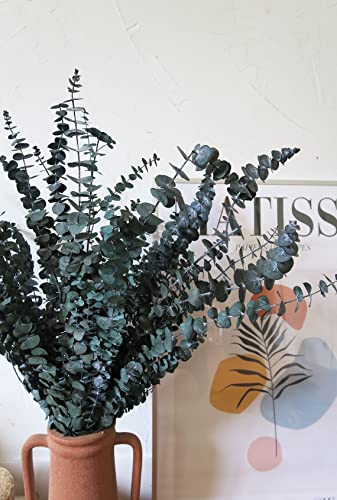 20 Pack Natural Dried Eucalyptus Bundle,17 Inch/45Cm Preserved Fresh Eucalyptus Branches Greenery Plants For Natural Aromatherapy To Your Shower,Also For Flower Arrangements Wedding Home Decor #TOP6
