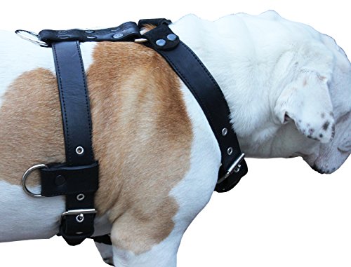 Genuine Leather Dog Harness X-Large 33″-40″ Chest, 1.3″ Wide Adjustable Straps (Black) Genuine Leather Dog Harness X-Large 33″-40″ Chest, 1.3″ Wide Adjustable Straps (Black)