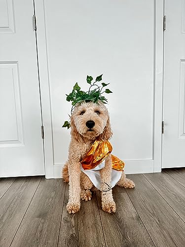 Disfraz Toga Halloween para Perro Talla Large miniatura 7