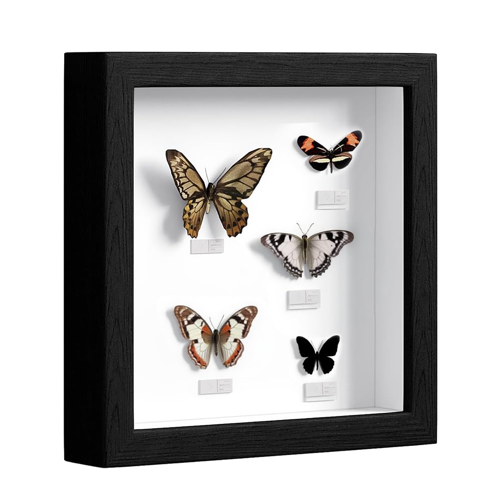 3D Shadow Box Frame, 25 x 25 cm Deep Box Frame for Objects up to 3cm, Picture Frame Wooden Deep Box, Picture Frame for Filling for Objects Photos Artworks Memories Flowers Crafts Black
