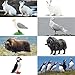 Toymany 14PCS Mini Arctic Animals Figurines Set, Polar Animals Toys with Polar Bear, Caribou, Penguin, Walrus, Wolf Figurines Cake Toppers Birthday Easter Gifts for Preschool Kids