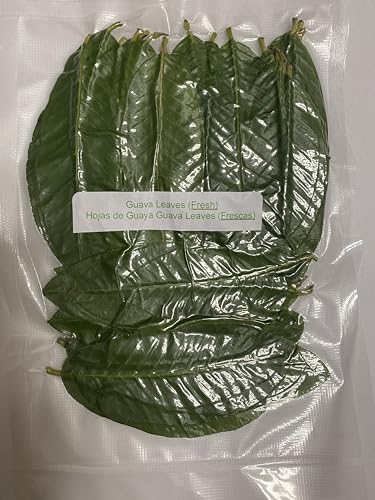 Calif., Organic Fresh Guava Leaves, 100% Natural, Non- GMO, Whole Leaves, Fresh Leaves Picked the Day of Your Order, Guava Loose Leaf Herbal Tea 20-30 Fresh Guava Leaves)