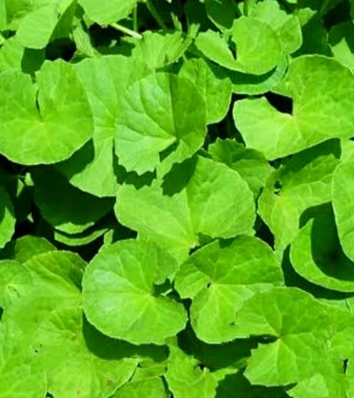 NATURE WORLD PREMIUM FULLY ORGANIC AND AYURVEDIC DESI BRAHMI SARASWATI PLANT FOR GREAT MEMORY AND IMMUNITY BOOSTER PLANT FOR GREAT MEMORY FOR GREAT HOME GARDENING (B0CWGDRBTX) Amazon Price History, Amazon Price Tracker