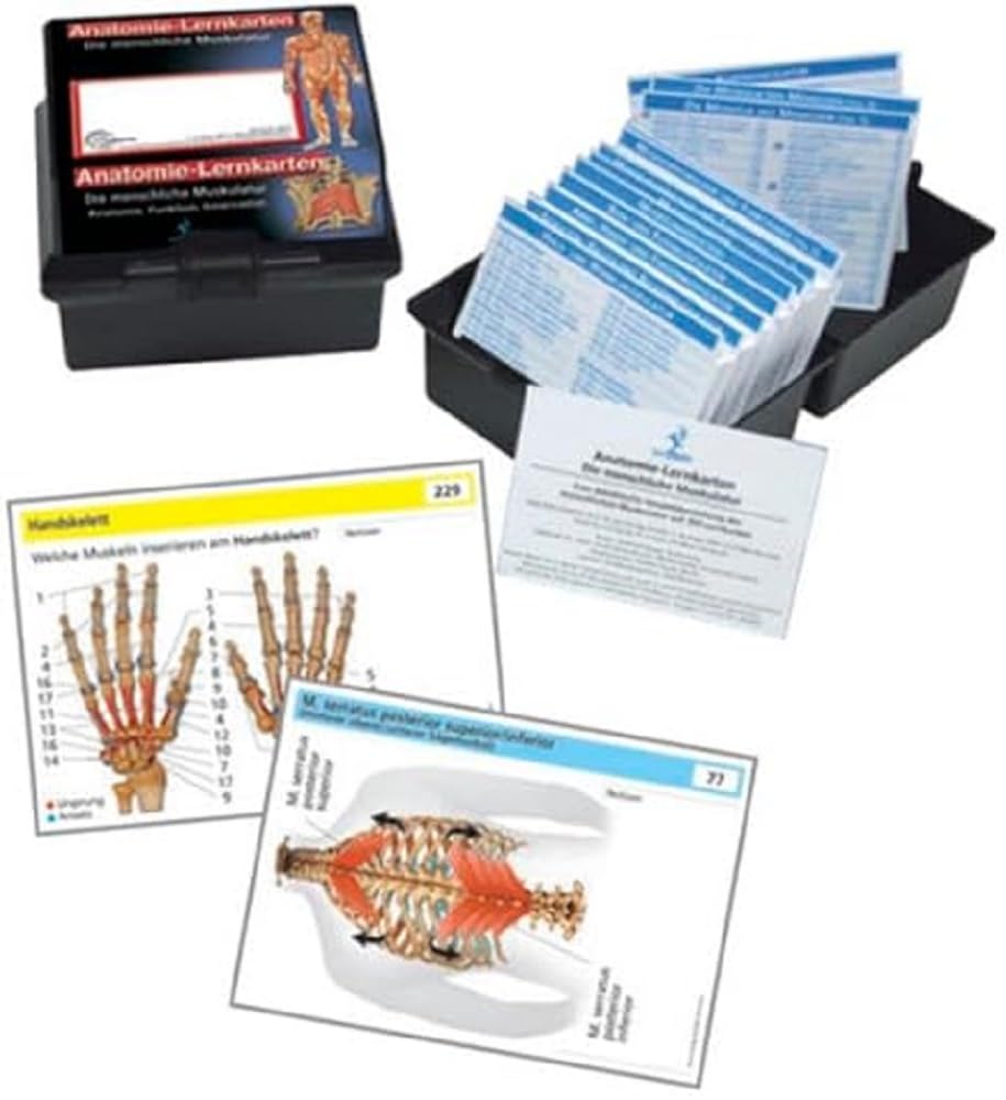 Anatomie Lernkarten Die menschliche Muskulatur: Anatomie-Lernkarten Anatomie, Funktion und Innervation