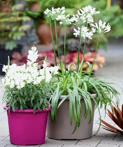 Vaso Tondo Standard One Essential In Plastica Colorati Da Esterno E Giardino Per Piante E Fiori 120 Cm Antificato 88037083