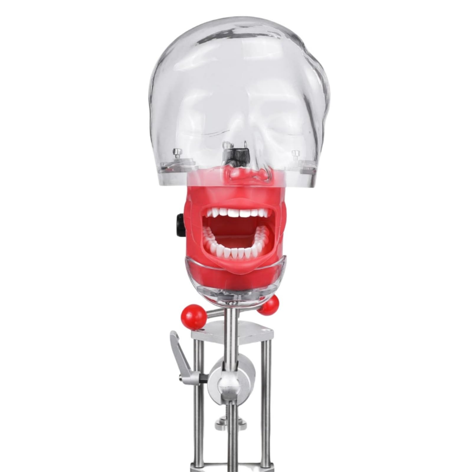 Tête de mannequin pour simulateur dentaire - Tête fantôme - Typodont Dentaire - Modèle d'entraînement fixe sur table de bureau pour la pratique éducative des écoles dentaires