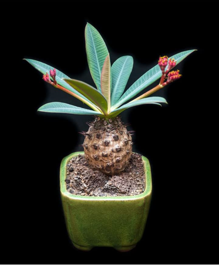 Rare Euphorbia Pachypodioides Seeds