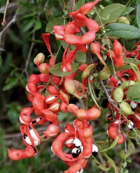 Jungle Jalebi Manila Tamarind Madras Thorn Pithecellobium Dulce Fruit Tree (1 Live Plant in poly bag) sweet Hybrid plant pack of 1 |||-image-28