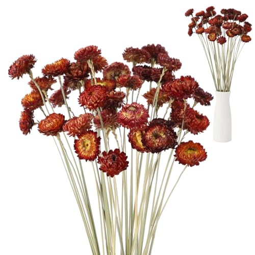40 Piezas Flores Secas Strawflowers Rojas Naturales miniatura 1