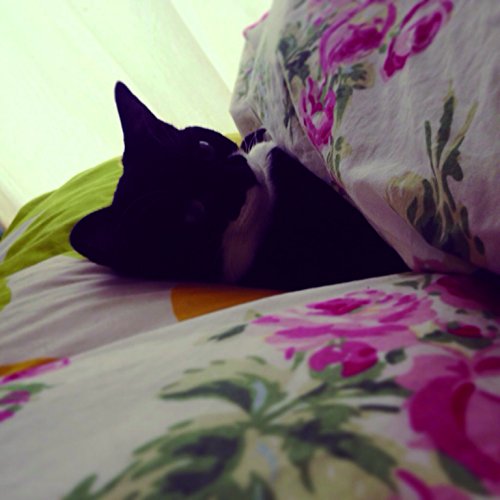 バットマンみたいな柄が可愛い 飼い主さんを添い寝待ちする猫 ギズモさん の枕カバーが登場 Cat Press キャットプレス