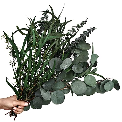 Laughhe 12 Stück Eukalyptus Getrocknet 3 Arten Gemischte Eukalyptuszweige Natürliche Eukalyptus Echt Ewig Haltbare Trockenblumen für Die Perfekte Hochzeit Blumen Arrangements Heim Decor