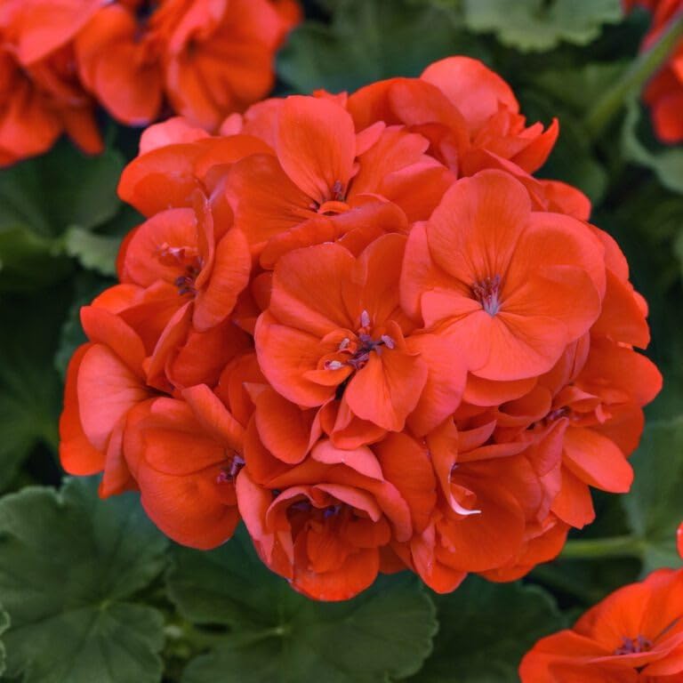 Image of Orange Geranium Live Plant with Pot | Cranea€s-Bill Flowering Plant | Outdoor & Balcony Decorative Flower Plant for Home Garden & Terrace