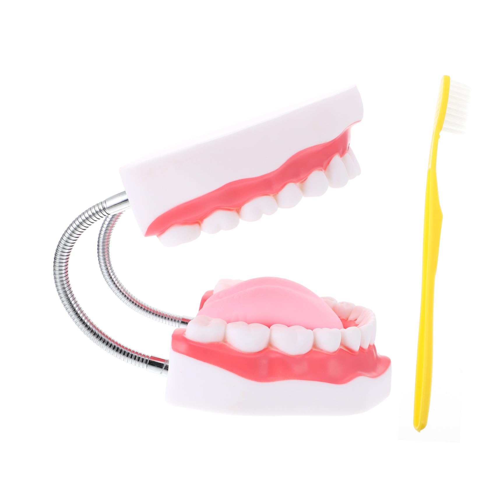 Modello Dentale per Ragazzo Ragazza in Pvc Bianco 6x con Spazzolino | Ausilio Didattico Educativo, Comunicazione Genitore-figlio, Forma Creativa