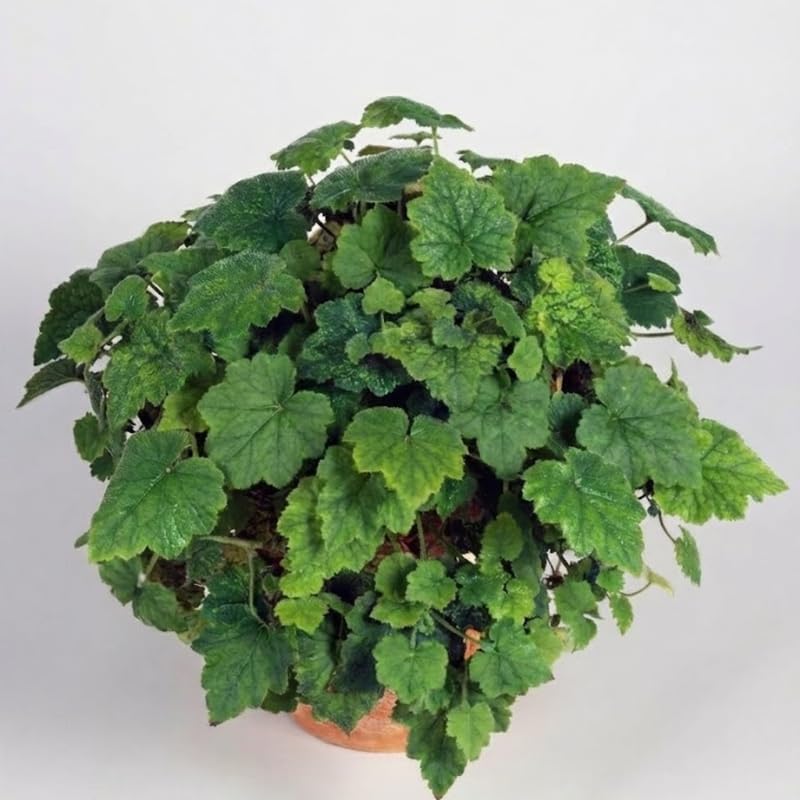 Piggyback Live Plant Tolmiea Menziesii | 4-Inch Pot | Low Maintenance Live Houseplant with Trailing Habit