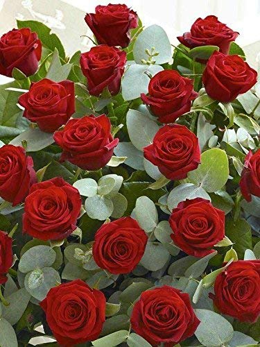 See full amazon price history chart for UJJAISEDS Rare rose flower plant 3 roses combo UJJAISEDS Rare rose flower plant 3 roses combo (B08HKDNMNN) Amazon Price History, Amazon Price Tracker
