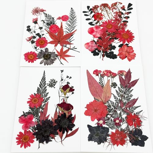 Flores secas prensadas Cayway 64 unidades rojo negro miniatura 6
