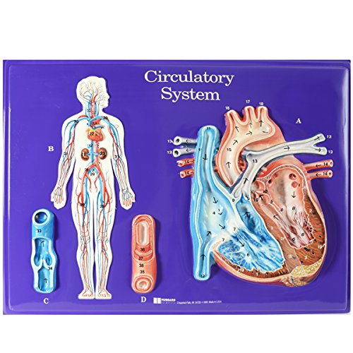 Image of Hubbard Scientific W40221 Circulator System Model Activity Set,Grade: 1 to 12, 17 inch Height, 2 inch Wide, 24 inch Length