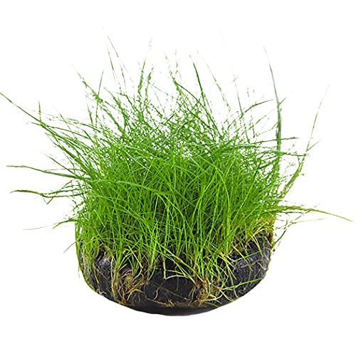 JUSTDOLIFE Acuario Césped Decorativo Pequeño Natural Vivo Vivo Verde Vegetación Orgánico Peces Planta Planta De Agua Dulce Mar Submarino Bricolaje Cover