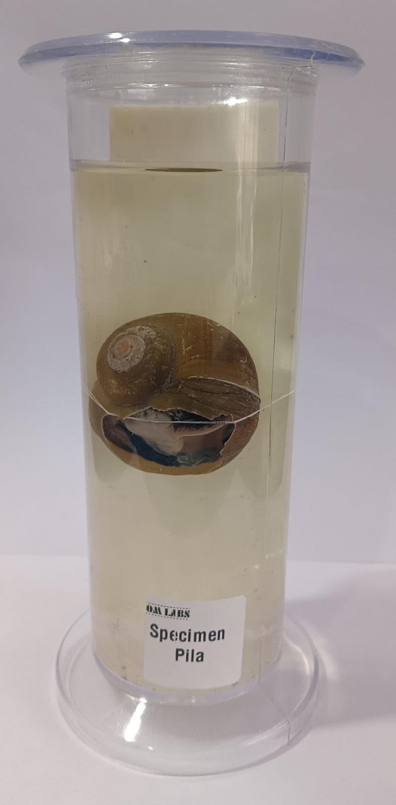 Pila Specimen (Zoology Specimen) Brand OM Labs-image-33