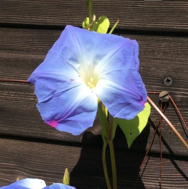 Willvine IPOMOEA TRICOLOR 'HEAVENLY BLUE'-VOX-9B-picture-10