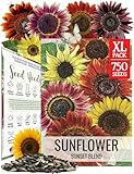Seed Needs Sunflower Seeds to Plant Sunset Blend 7...