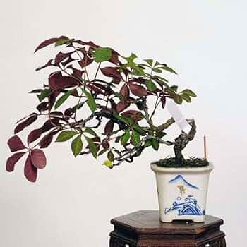 三河盆栽　姫ツタ　盆栽 Amazon.co.jp: 遊恵盆栽：アメリカヅタ 現品*蔦 つた ツタ