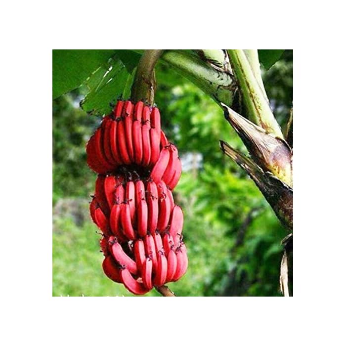 Buy Creative Farmer Musa Acuminata Red Banana Tissue Culture Plantain 1