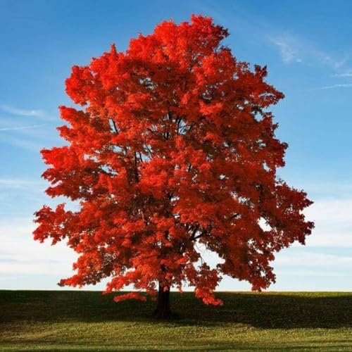 Brandywine Maple Tree - 10-16' Tall Live Plant - Dark Red Maple Seedling - Quart Pot - Acer rubrum...