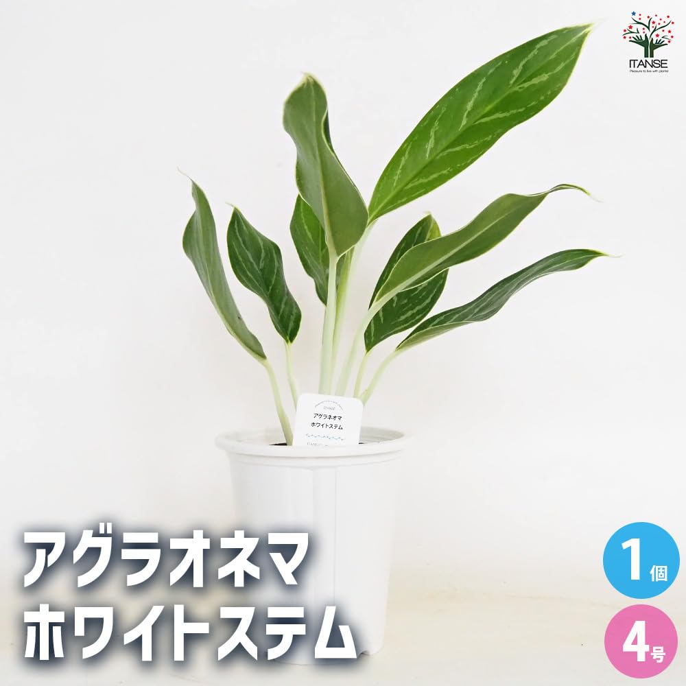 Amazon｜ITANSE アグラオネマ ホワイトステム 4号 1個売り【観葉 