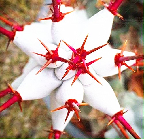 200pcs veri semi di cactus mini, rare piante