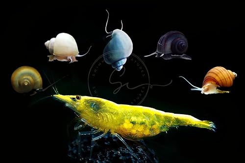 Miniatura 29 de Swimming Creatures Live Neocaridina Camarones de acuario de agua dulce - Un combo perfecto para iluminar tu acuario (12 mezclas premium + 1 caracol