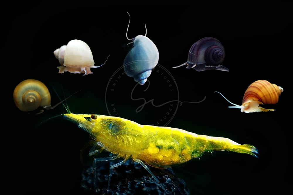 Swimming Creatures™ Freshwater Aquarium Shrimp - A Perfect Combo to Brighten Your Aquarium! (20 Yellow + 1 Mystery Snail)
