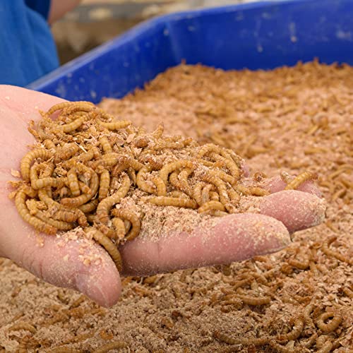 Livefoods4u Live Mealworms 500g Bulk Bag (20-30mm) | Premium Live Food for Reptiles, Garden Birds & Hedgehogs | High Protein Natural Feeder Worms | Bearded Dragons & Geckos | Place in Bird Feeder - Image 4